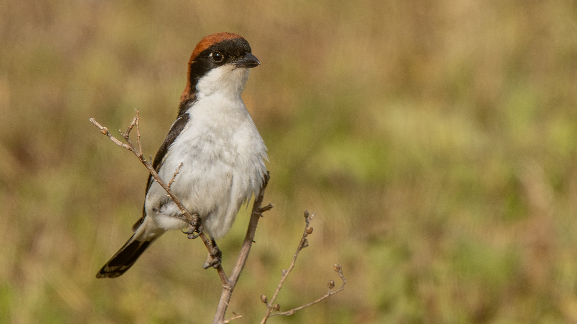 Woodchat Shrike